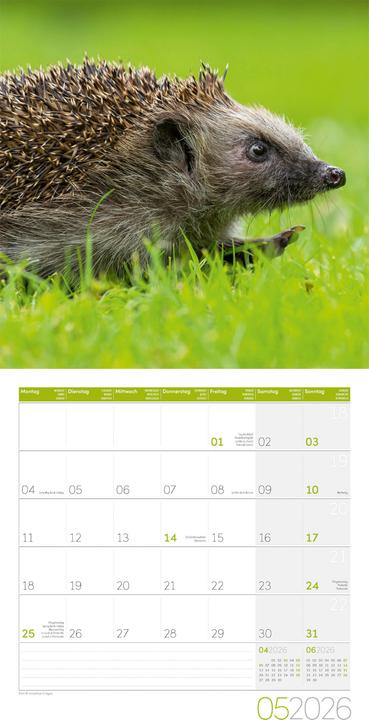 Produktbild Igel Kalender 2026 - 30x30