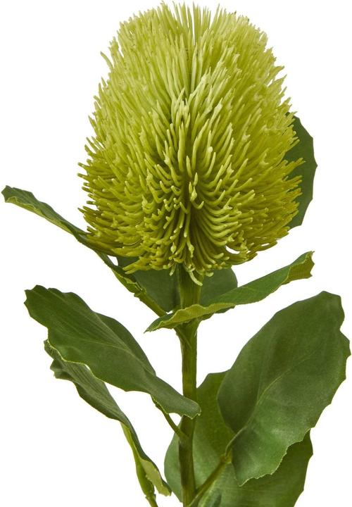 Actual product image Hill Interiors Banksia Stem Artificial Plant (59 cm)