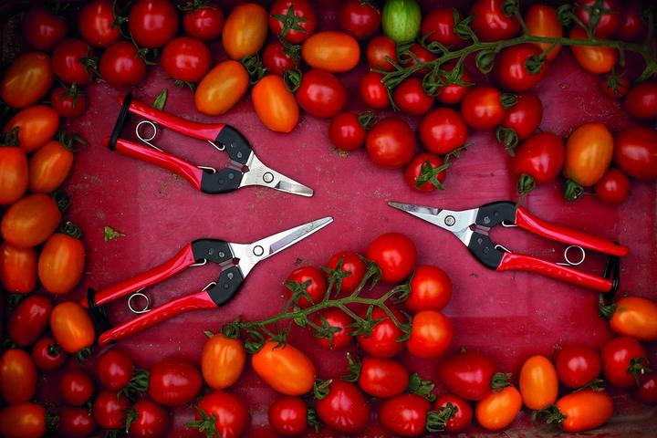 Immagine prodotto Felco 322 Cesoie per la raccolta e la lettura