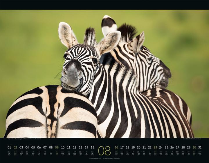 Image du produit Wildes Afrika Kalender 2026 (54 x 42 cm, Couverture rigide, Anglais, Français, Allemand)