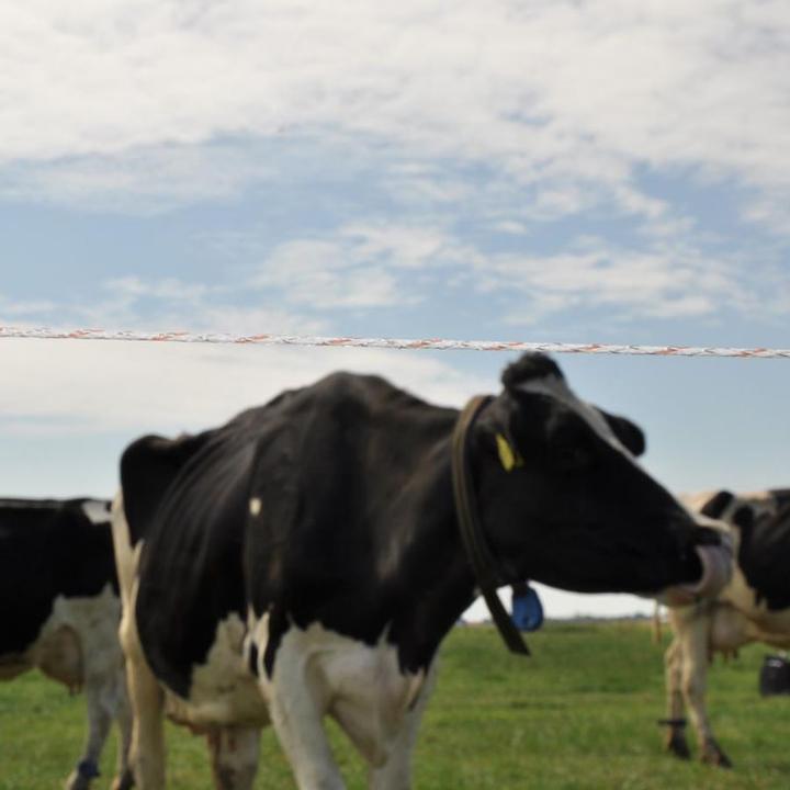 Produktbild Gallagher Kunststofflitze Turbo 200 m