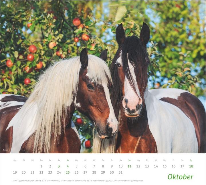 Produktbild times&more Pferde Bildkalender 2026