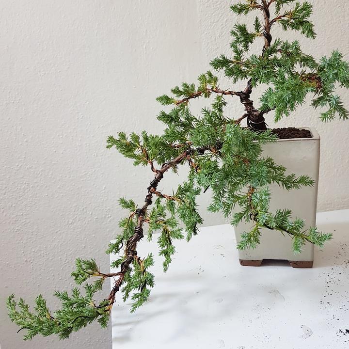 Image du produit Bonsai.ch Cours de base sur le bonsaï