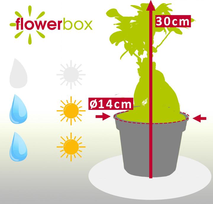 Immagine prodotto Flowerbox Fico cinese - Ficus Ginseng (30 cm)