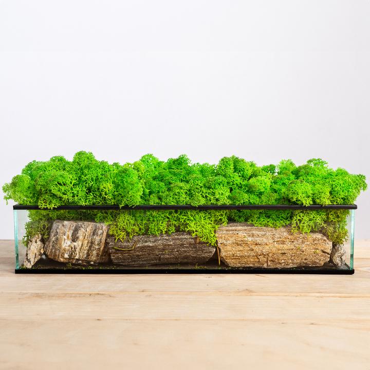 Actual product image Flowerbox Iceland moss