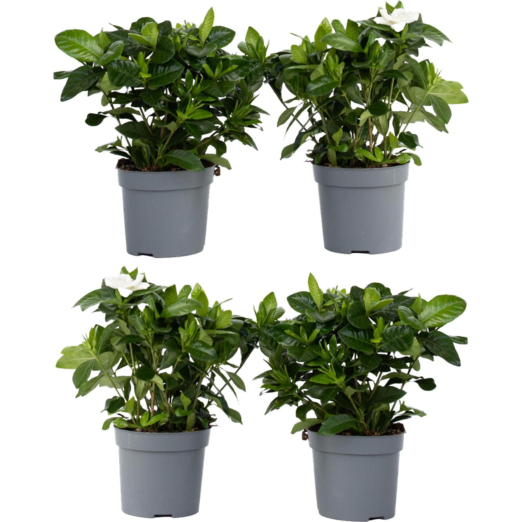 Plant in a Box, Pflanzen, Gardenia Jasminoides - 4er Set Gartenien (20 cm)