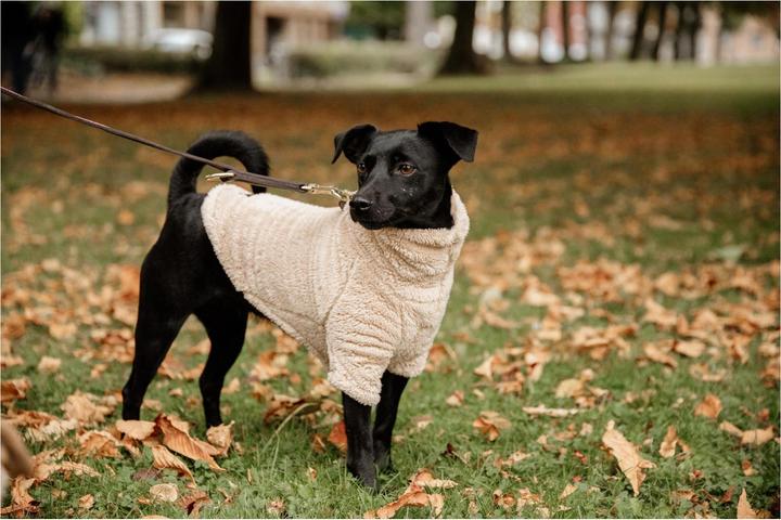 Produktbild Kentucky Dogwear Hunde Pullover Teddy Fleece (XL, Hundepullover)