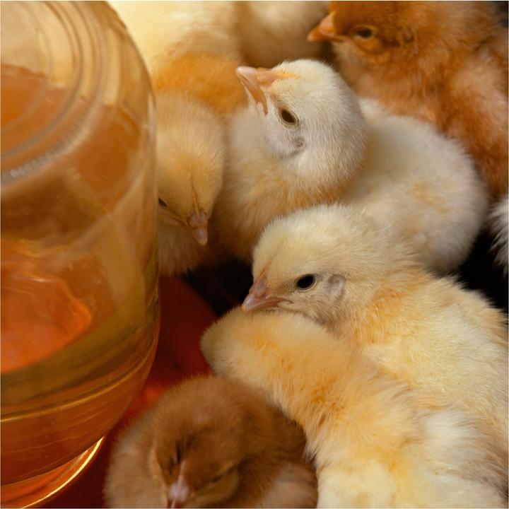 Produktbild Ida Plus IdaPlus VitalBoost 4in1 200ml