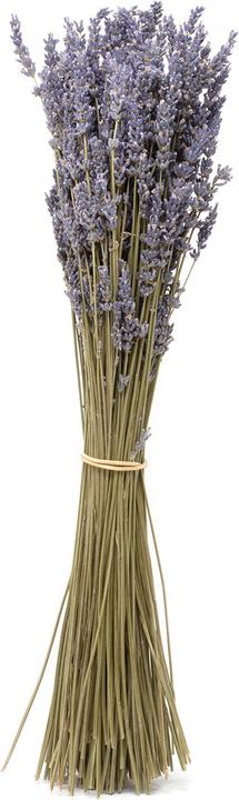Flowerbox Bund Lavendel - Lavandula (1x)