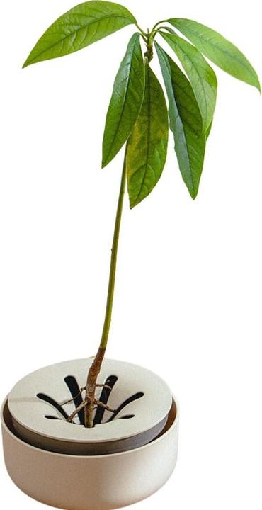 Actual product image Plastia Urbalive hydroponic tray (16 x 7.70 cm)