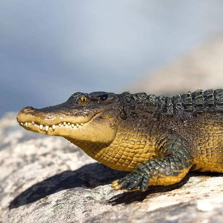 Produktbild Safari Alligator
