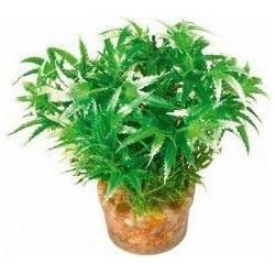 Zolux Small plant from set No.1 (Dekoration, Pflanzen), Aquarium Dekoration