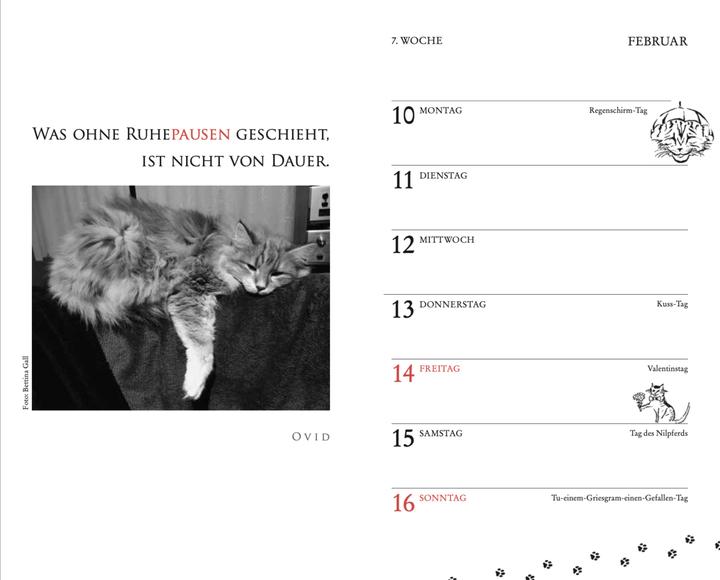 Actual product image Cats pocket calendar 2025 (9.5 x 15 cm, 1 month / 1 page)