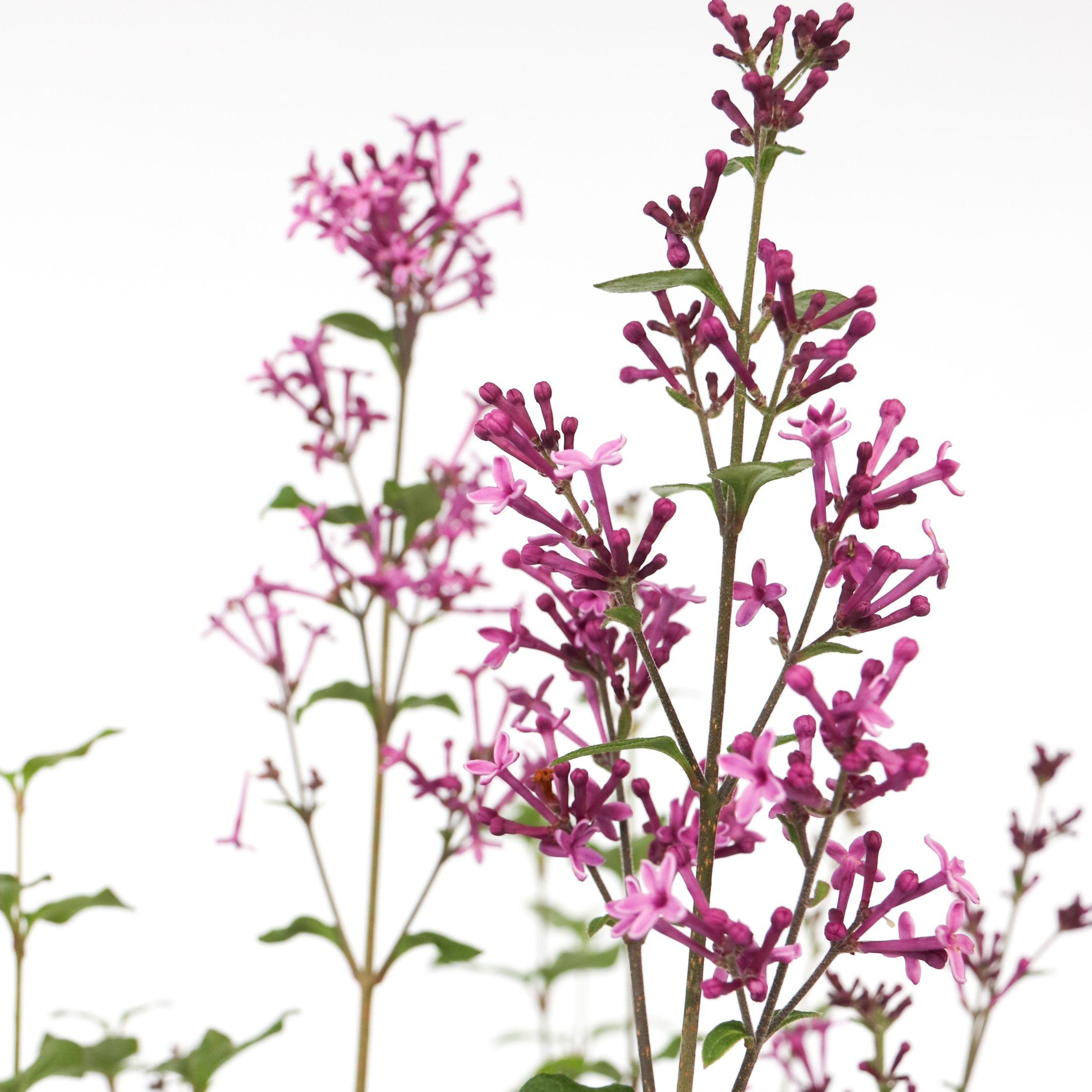 Thumbnail - Plant in a Box, Pflanzen, Syringa Bloomerang Dark Purple - 2er-Set Flieder (55 cm)