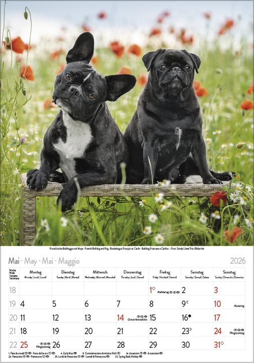 Image du produit Hunde 2026 (23,5 x 3 cm)