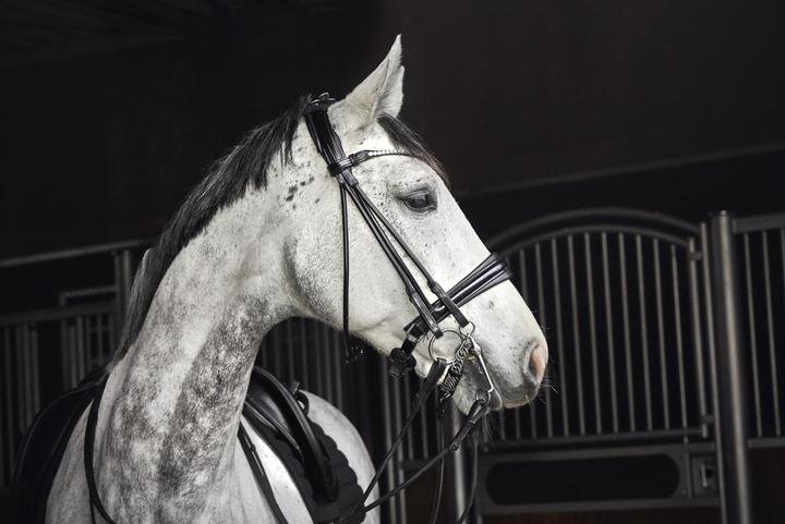 Image du produit Catago Santo