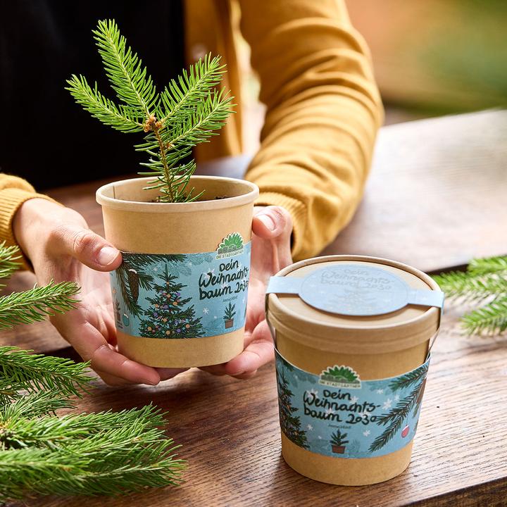 Immagine prodotto Die Stadtgärtner Hochwertiges Fichten-Anzuchtset für Ihren eigenen Weihnachtsbaum für 2030