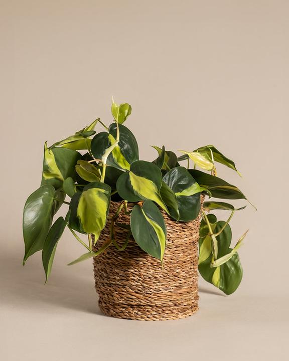 Image du produit feey Philodendron scandens Brasil (15 cm, Fraîchement rempotés)
