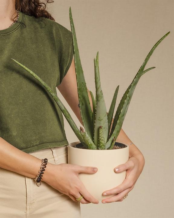 Immagine prodotto feey Echte Aloe (35 cm, Appena rinvasata)