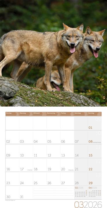 Produktbild Wölfe Kalender 2026 - 30x30