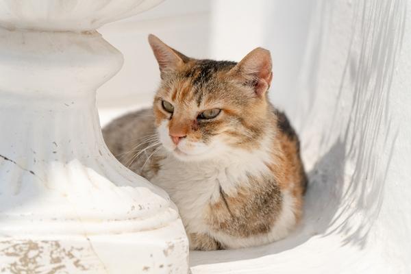 Produktbild Tamron 25-200mm F/2.8-5.6 Di III VXD G2 Sony (Sony E, APS-C / DX, Vollformat)