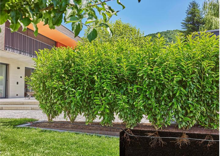 Image du produit Gardena Kit haie/arbuste Micro-Drip 50m (Kit d'irrigation goutte à goutte)