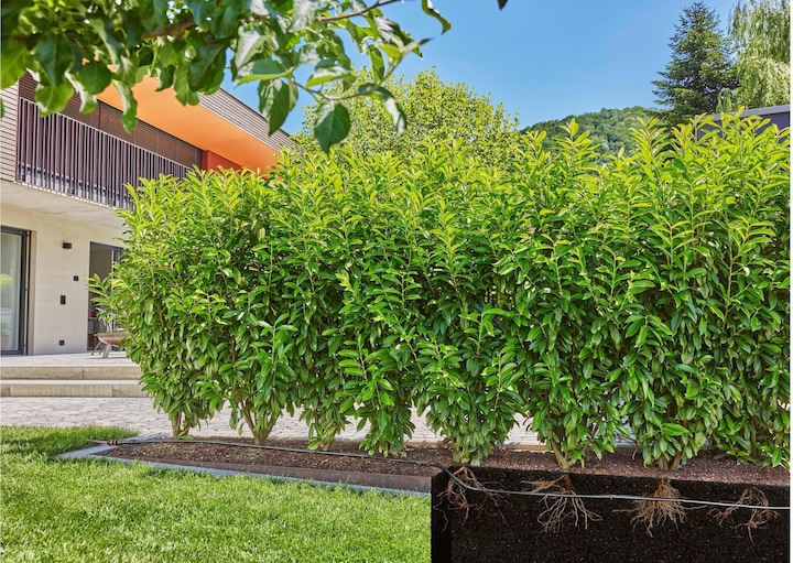 Image du produit Gardena Kit haie/arbuste Micro-Drip 50m (Kit d'irrigation goutte à goutte)