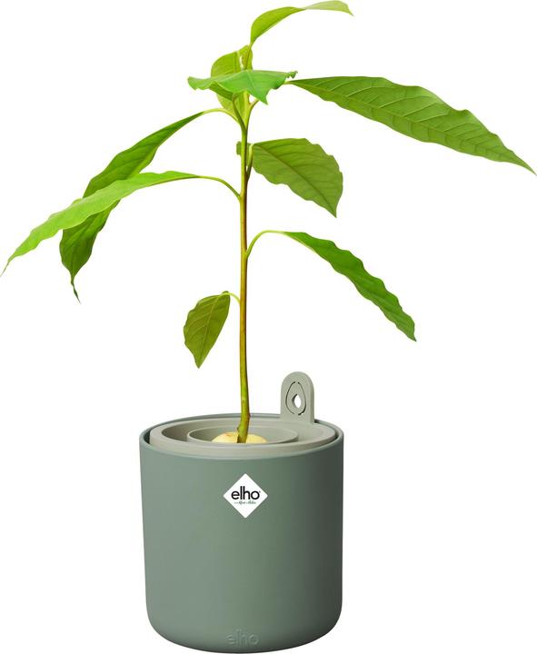 Produktbild Elho Amazing Avocado Pot (120 x 12.10 cm)