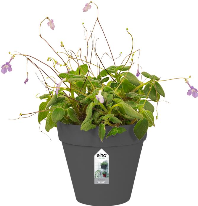 Produktbild Elho Loft Urban Green (15 cm)