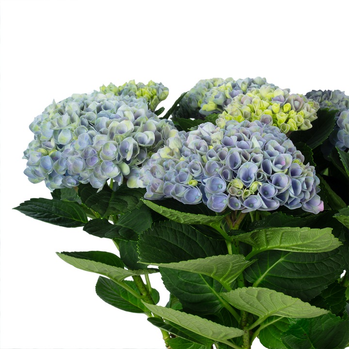 Actual product image Flowerbox Indoor Hydrangea - Hydrangea Magical Revolution ®
