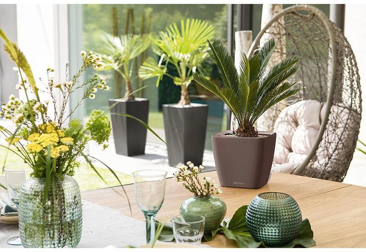 Immagine prodotto Lechuza Quadro LS (28 x 28 x 26 cm)