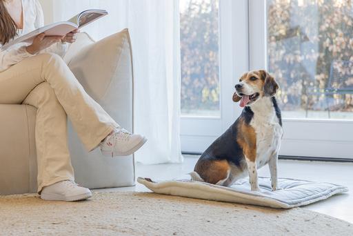 Produktbild Designed by Lotte Liegekissen Nalino (Hund)