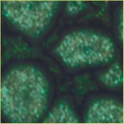 Thumbnail - Pebeo, Künstlerfarbe + Bastelfarbe, Fantasy Prisme (Blattgrün, 45 ml)