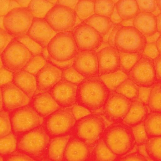 Produktbild Pebeo Fantasy Prisme (Neonorange, 45 ml)