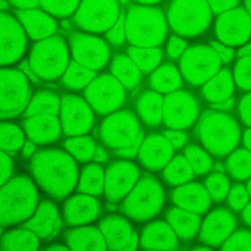 Actual product image Pebeo Fantasy Prisme (Neon green, 45 ml)