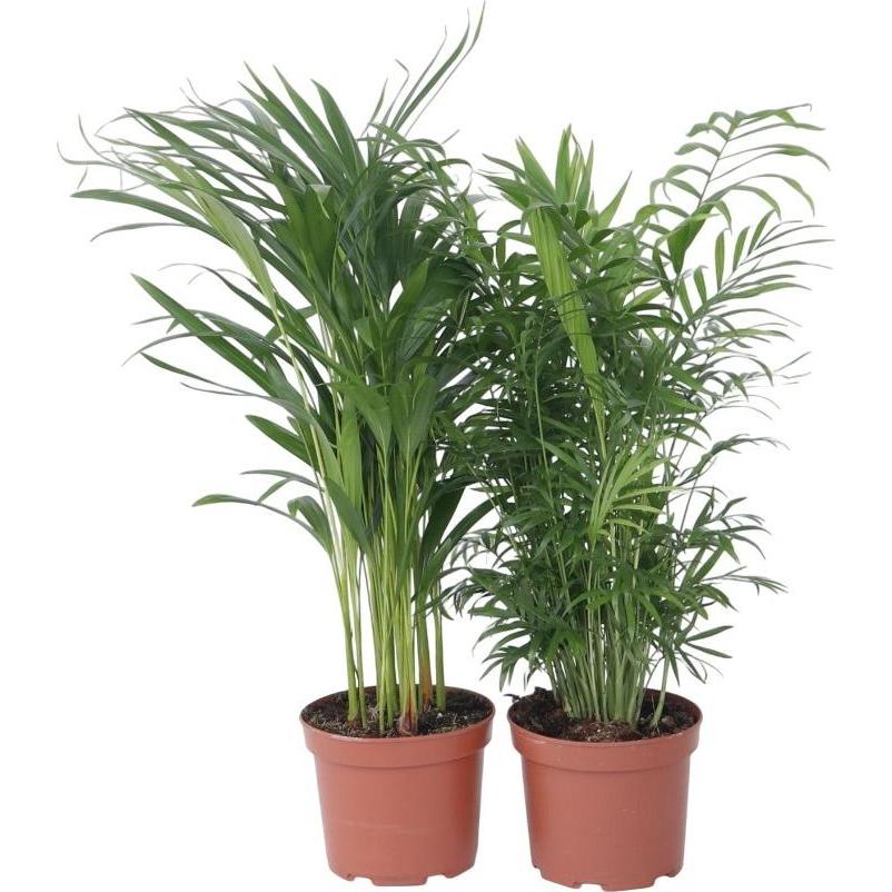 Plant in a Box, Pflanzen, Chamaedorea Elegans, Dypsis lutescens - 2er Mischung Indoor Palme (60 cm)
