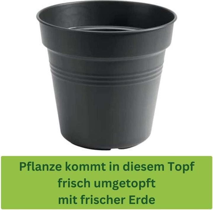 Produktbild Plantlovers Araucaria Heterophylla (Zimmertanne) (65 cm, Frisch umgetopft)