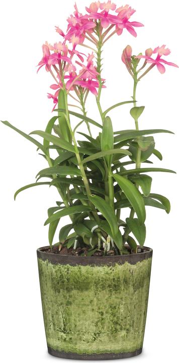 Image du produit Scheurich Pot de fleurs Glaçure des prés Ø 15,1 cm (24.50 cm)