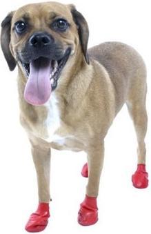 Produktbild Pawz Pfotenschutz (M, Hundeschuhe)