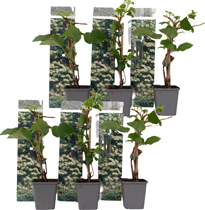 Immagine prodotto Plant in a Box Ortensia anomala petiolaris - set di 6 ortensie (25 cm)