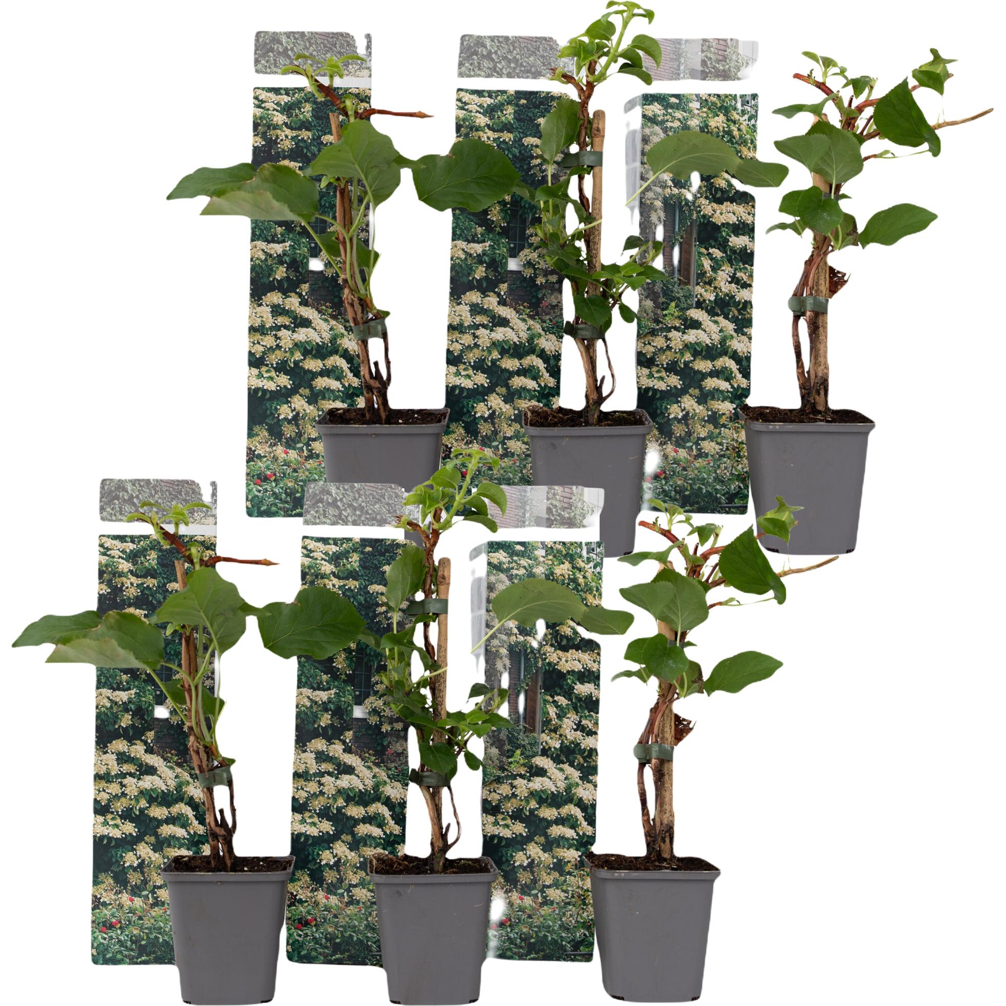 Plant in a Box, Pflanzen, Hydrangea anomale petiolaris - 6er Set Hortensien (25 cm)