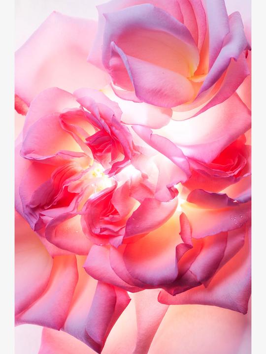 Immagine prodotto Bulgari Essenza di rosa Allegra (Eau de parfum, 40 ml)