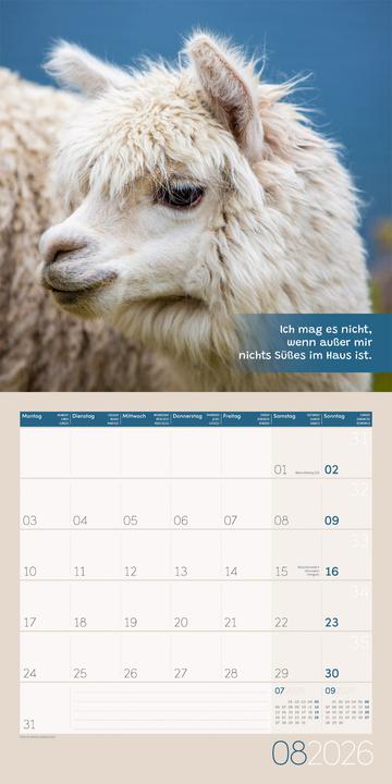 Image du produit No Drama, Lama! Kalender 2026 - 30x30 (30 x 30 cm, Couverture rigide, Allemand)