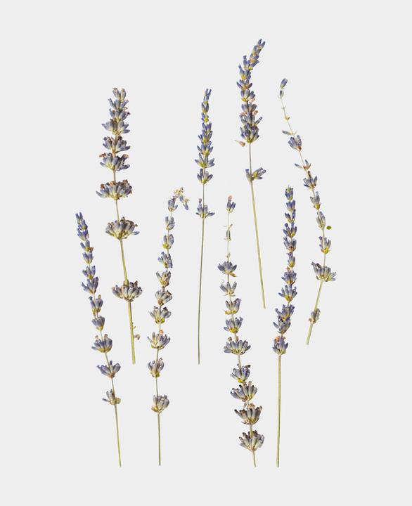 Immagine prodotto I Am Creative Fiori secchi di lavanda (Fiori secchi)