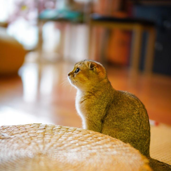 Image du produit Venus Optic Objectif à focale fixe Laowa Argus 45 mm f/0.95 FF - Nikon Z (Nikon Z, Plein format)