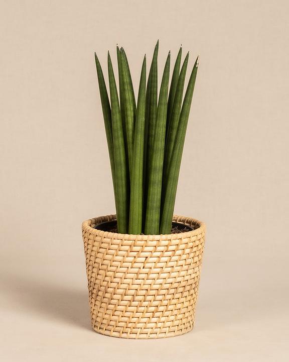 Actual product image feey Straight (25 cm, Freshly repotted)