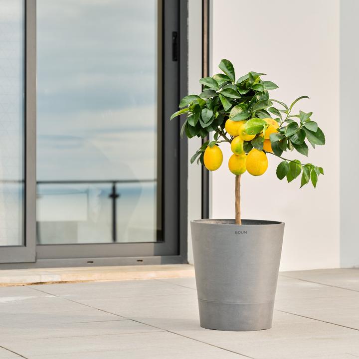 Produktbild Boum Topf 15 L Pro (32 cm)