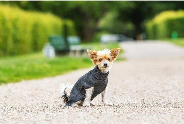 Actual product image Chiara Pullover Elli (40, Dog jumper)