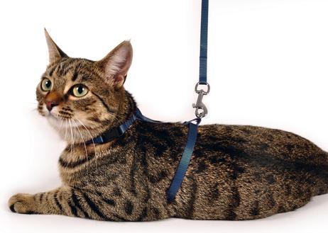 Image du produit Karlie Harnais et laisse Art Sportiv Plus (Chat)