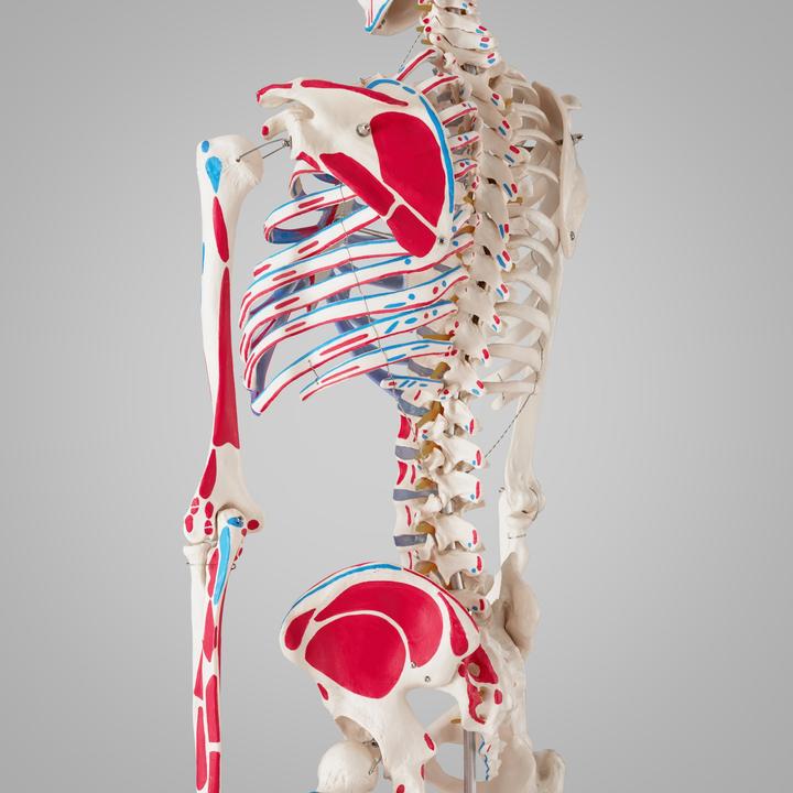 Immagine prodotto tectake Anatomia scheletrica